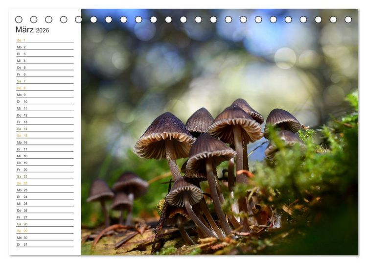 Produktbild: Schwammerl Egerlinge Pilze (Tischkalender 2026 DIN A5 quer), CALVENDO Monatskalender