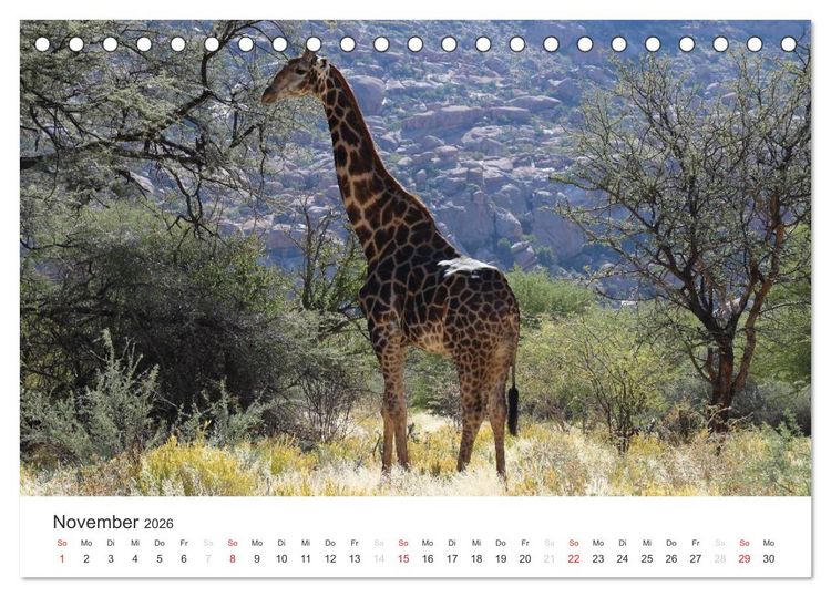 Produktbild: Namibia - Tierische Vielfalt (Tischkalender 2026 DIN A5 quer), CALVENDO Monatskalender