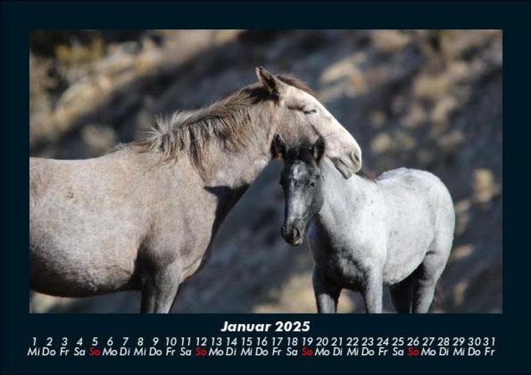 Produktbild: Pferdegefl&uuml;ster 2025 Fotokalender DIN A5