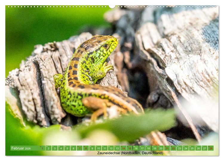 Produktbild: Reptilien wild und sch&ouml;n (Wandkalender 2026 DIN A2 quer), CALVENDO Monatskalender