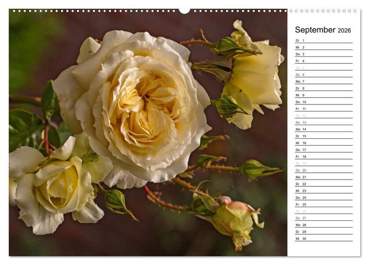 Produktbild: Zauberhafte Rosen (Wandkalender 2026 DIN A2 quer), CALVENDO Monatskalender