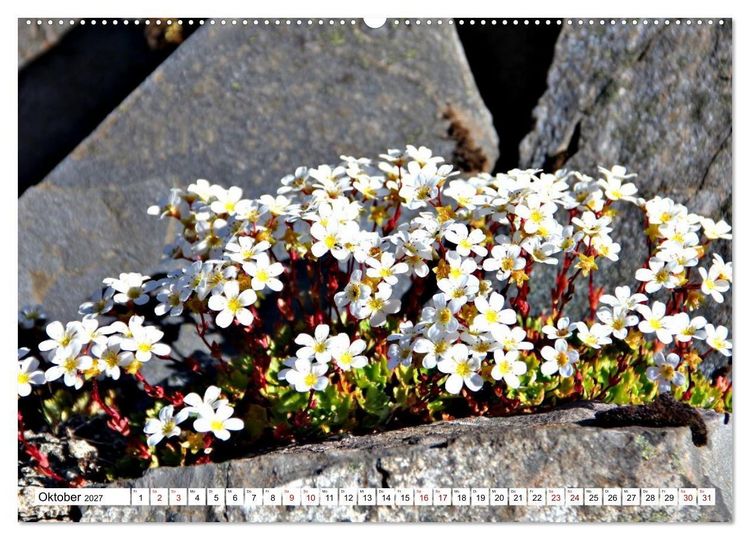Produktbild: Bl&uuml;tenzauber auf Madeira. Wildblumen und Ziergew&auml;chse (hochwertiger Premium Wandkalender 2027 DIN A2 quer), Kunstdruck in Hochglanz