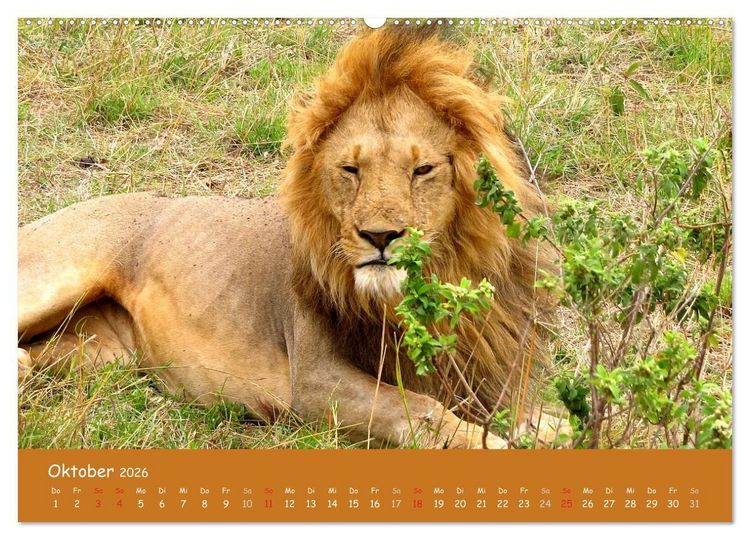 Produktbild: Auge in Auge mit den Tieren Afrikas (Wandkalender 2026 DIN A2 quer), CALVENDO Monatskalender