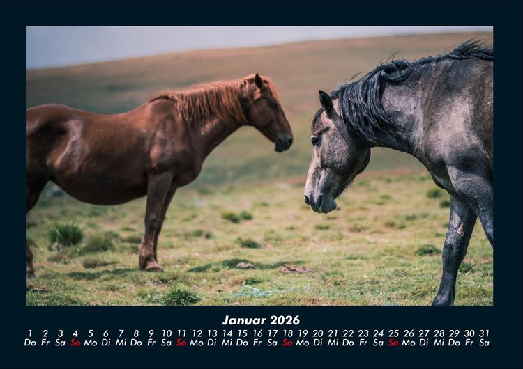 Produktbild: Welt der Pferde 2026 Fotokalender DIN A4