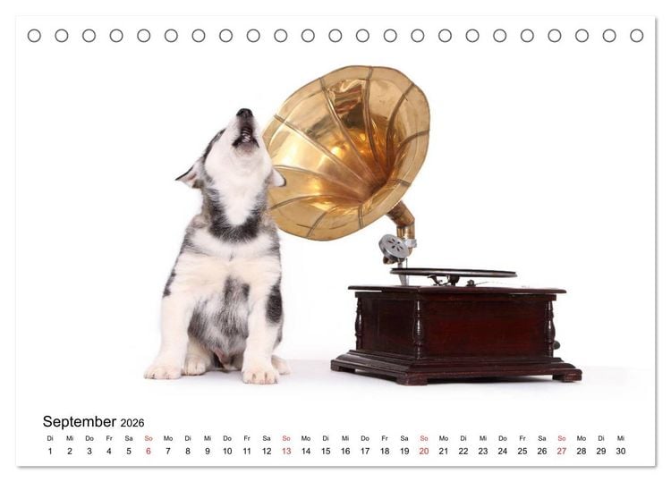 Produktbild: Funny Dogs (Tischkalender 2026 DIN A5 quer), CALVENDO Monatskalender