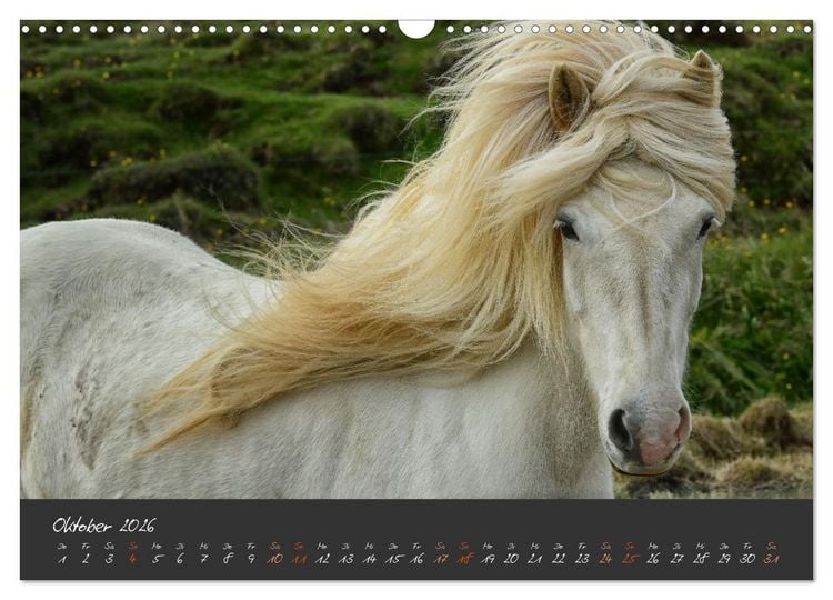 Produktbild: Islandpferde im Isi-Land (Wandkalender 2026 DIN A3 quer), CALVENDO Monatskalender