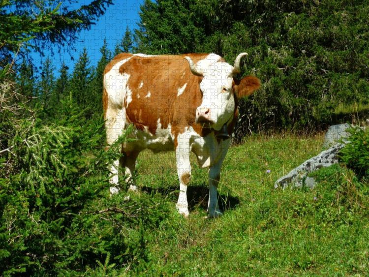 Produktbild: CALVENDO Puzzle Kuh auf der Alm | 2000 Teile Lege-Gr&ouml;&szlig;e 90x67cm Foto-Puzzle f&uuml;r gl&uuml;ckliche Stunden