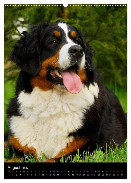 Produktbild: Berner Sennenhund 2026 (Wandkalender 2026 DIN A2 hoch), CALVENDO Monatskalender