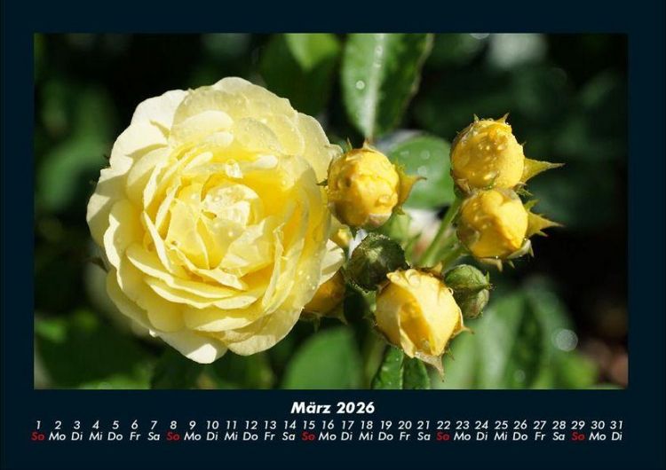 Produktbild: Rosentraum 2026 Fotokalender DIN A4