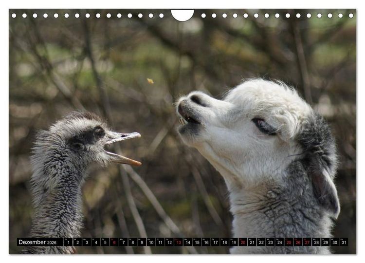 Produktbild: Lama und Alpaka (Wandkalender 2026 DIN A4 quer), CALVENDO Monatskalender
