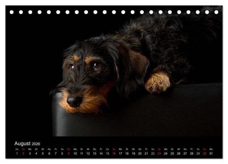 Produktbild: Dogs (Tischkalender 2026 DIN A5 quer), CALVENDO Monatskalender