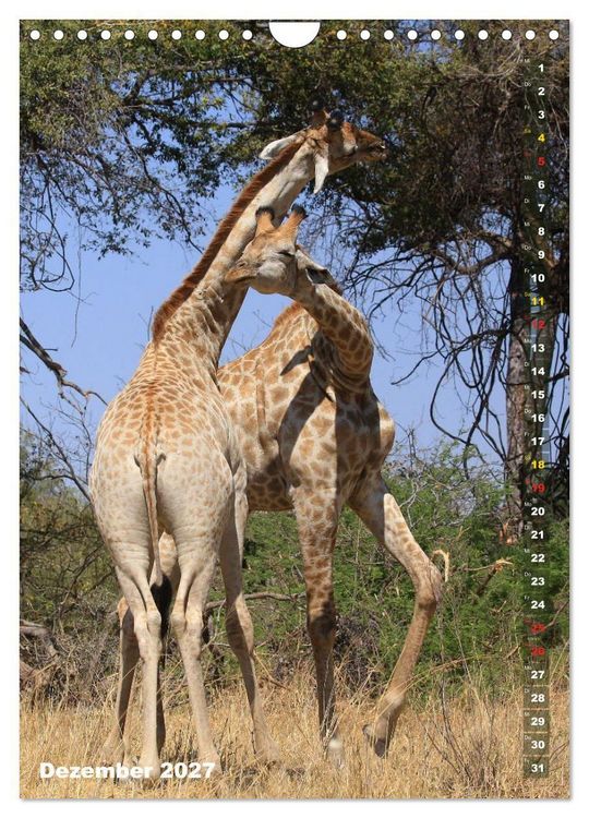 Produktbild: Giraffen - Anmut und Sanftheit (Wandkalender 2027 DIN A4 hoch), CALVENDO Monatskalender