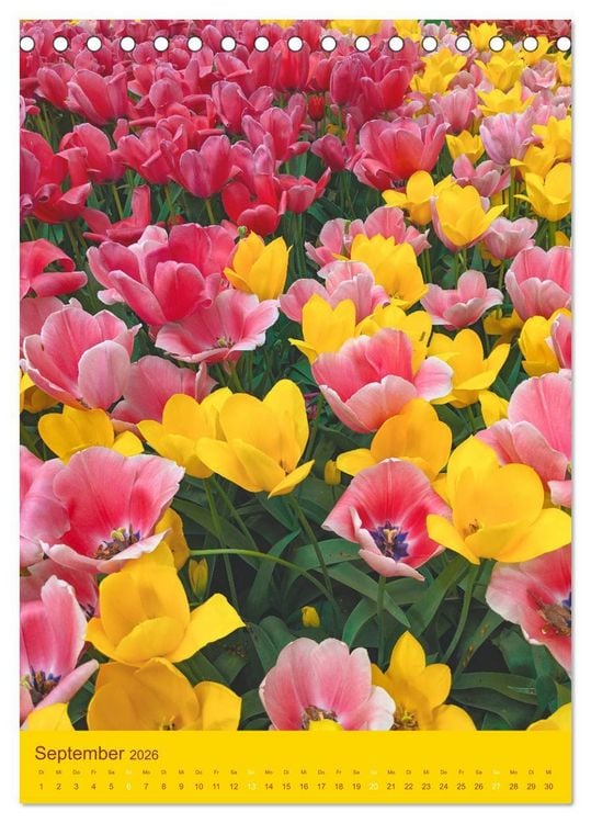 Produktbild: Tulpen. Bunter Fr&uuml;hling (Tischkalender 2026 DIN A5 hoch), CALVENDO Monatskalender