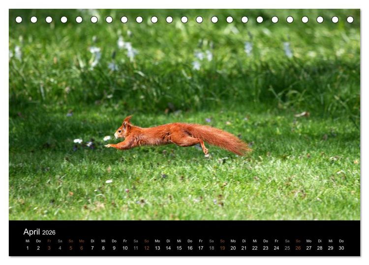 Produktbild: Eichh&ouml;rnchen (Tischkalender 2026 DIN A5 quer), CALVENDO Monatskalender