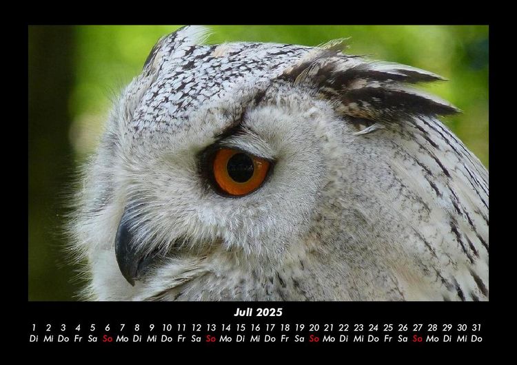 Produktbild: Welt der Tiere 2025 Fotokalender DIN A3