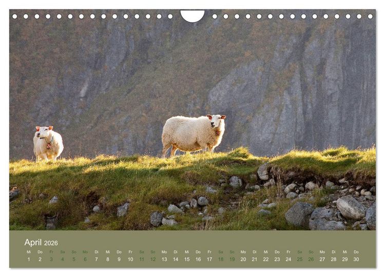 Produktbild: Unter Schafen - Wegbegleiter auf Reisen (Wandkalender 2026 DIN A4 quer), CALVENDO Monatskalender