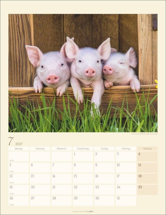 Produktbild: Schweinchen Kalender 2027