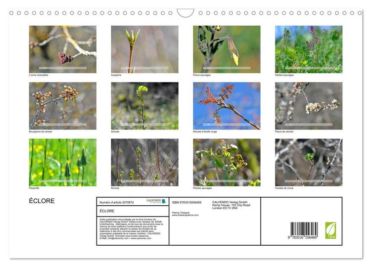 Produktbild: &Eacute;CLORE (Calendrier mural 2026 DIN A3 vertical), CALVENDO calendrier mensuel