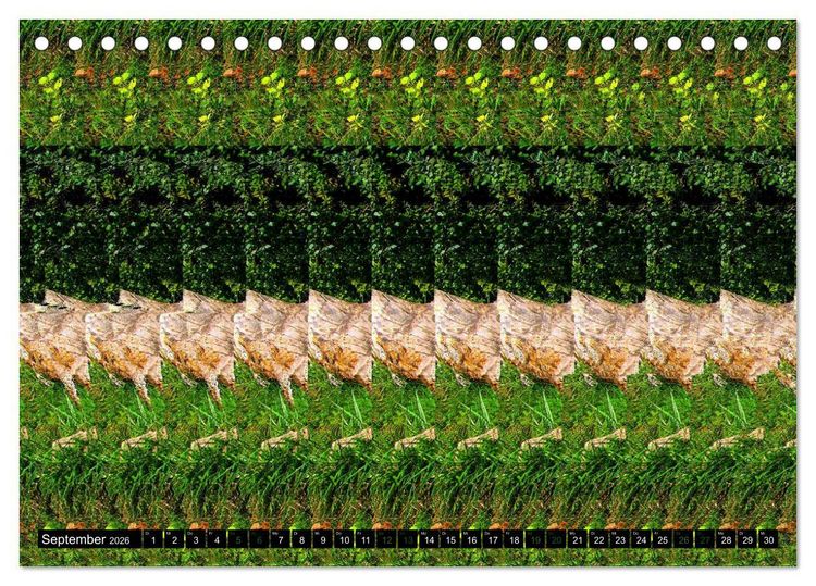 Produktbild: Magische Bilder - 3D Stereogramme (Tischkalender 2026 DIN A5 quer), CALVENDO Monatskalender