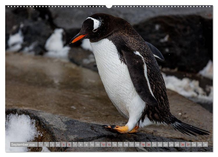 Produktbild: Einfach liebenswert diese Pinguine (hochwertiger Premium Wandkalender 2026 DIN A2 quer), Kunstdruck in Hochglanz