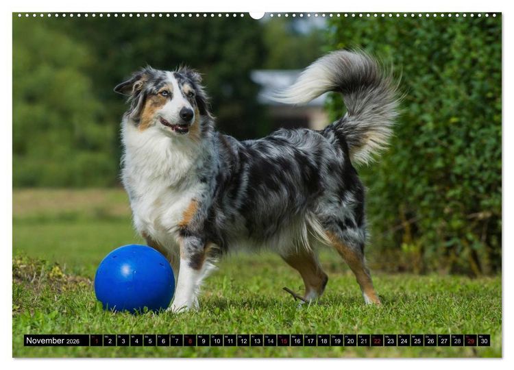 Produktbild: Bekannt wie ein bunter Hund. Australian Shepherd (Wandkalender 2026 DIN A2 quer), CALVENDO Monatskalender