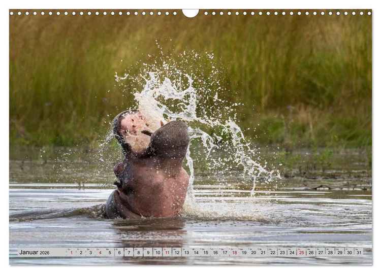 Produktbild: Wildes Okavangodelta (Wandkalender 2026 DIN A3 quer), CALVENDO Monatskalender