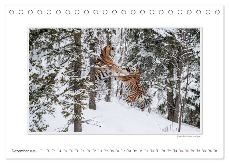 Produktbild: Emotionale Momente: Gro&szlig;e Raubkatzen der Welt. (Tischkalender 2026 DIN A5 quer), CALVENDO Monatskalender