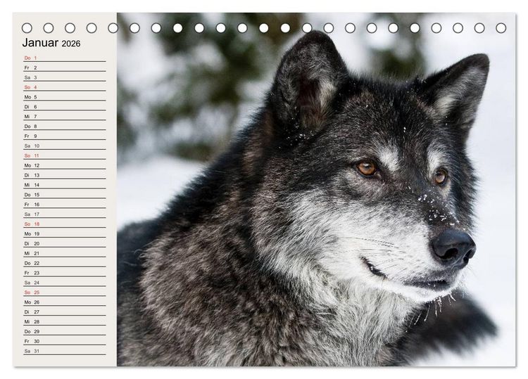 Produktbild: W&ouml;lfe. Verwegene Anmut (Tischkalender 2026 DIN A5 quer), CALVENDO Monatskalender