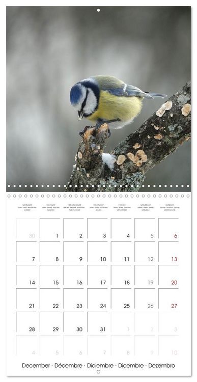 Produktbild: M&eacute;sange bleue en G&acirc;tinais (Calendrier mural carr&eacute; 2026 30x30 cm) Calendrier double avec une page pour vos prises de notes