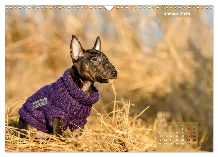 Produktbild: Bullterrier 2026 Frech und fr&ouml;hlich durch das Jahr (Wandkalender 2026 DIN A3 quer), CALVENDO Monatskalender