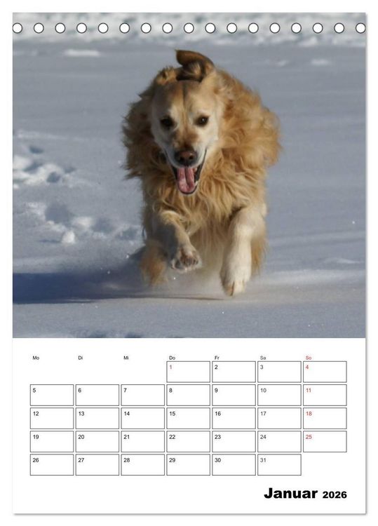 Produktbild: Gl&uuml;cklicher Golden Retriever (Tischkalender 2026 DIN A5 hoch), CALVENDO Monatskalender