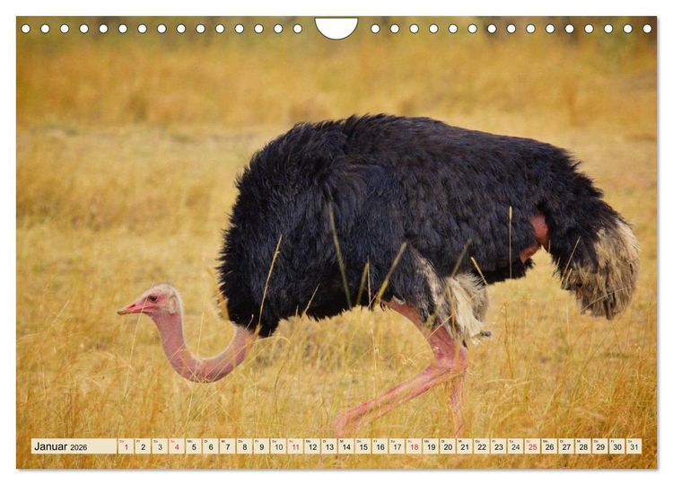 Produktbild: Strau&szlig;e. Afrikas sch&ouml;ne Laufv&ouml;gel (Wandkalender 2026 DIN A4 quer), CALVENDO Monatskalender