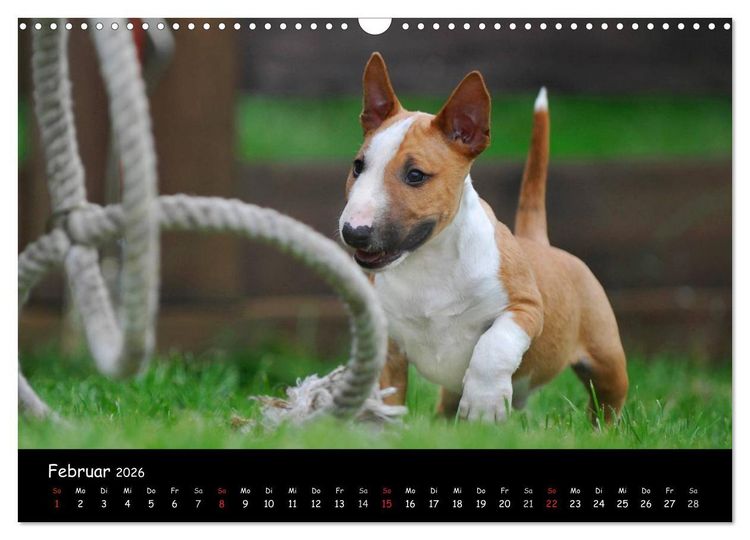 Produktbild: Bullterrier (Wandkalender 2026 DIN A3 quer), CALVENDO Monatskalender
