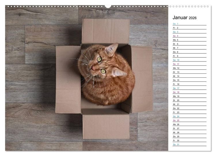 Produktbild: Karton Katzen (Wandkalender 2026 DIN A2 quer), CALVENDO Monatskalender