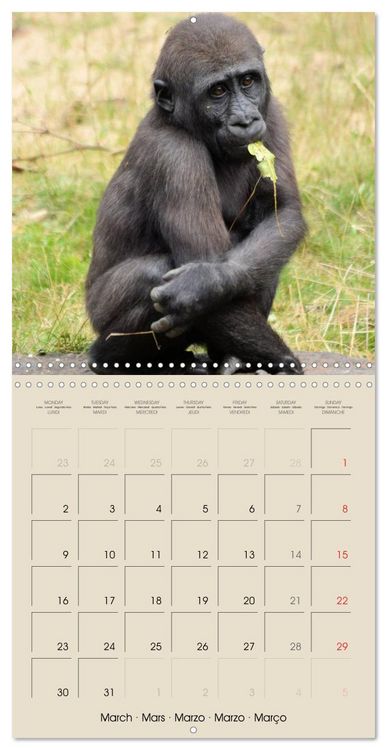 Produktbild: Gorillas &bull; The Gentle Giants (Wall Calendar 2026 12 &times; 12 Inch) CALVENDO 12 Month Wall Calendar