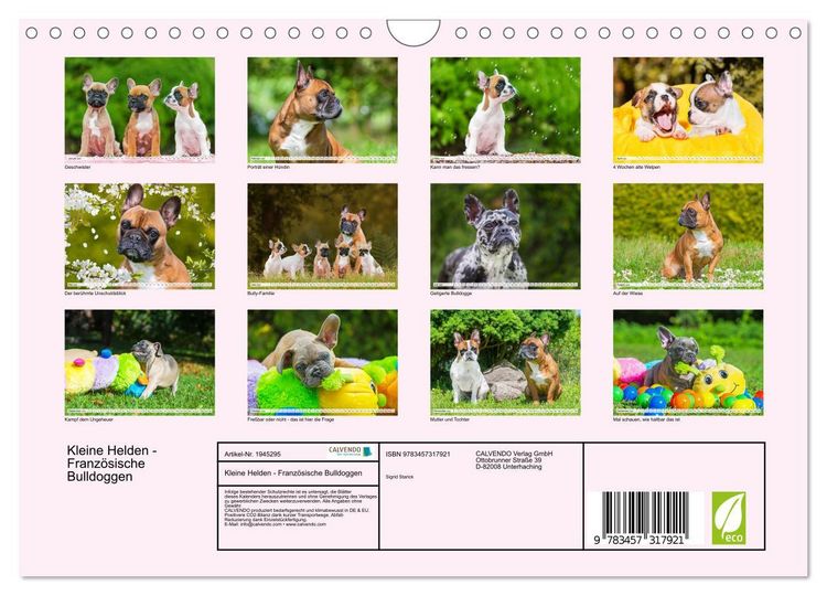 Produktbild: Kleine Helden - Franz&ouml;sische Bulldoggen (Wandkalender 2026 DIN A4 quer), CALVENDO Monatskalender