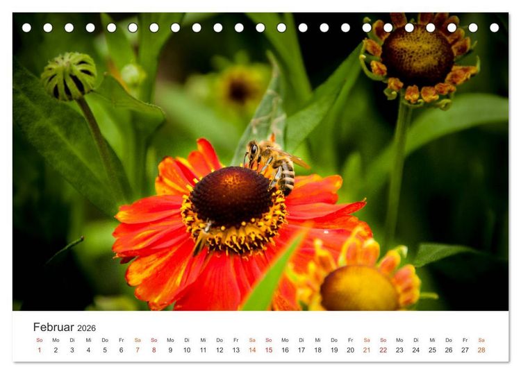 Produktbild: Bienen und Waben (Tischkalender 2026 DIN A5 quer), CALVENDO Monatskalender