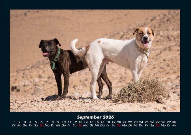 Produktbild: Hunde 2026 Fotokalender DIN A4