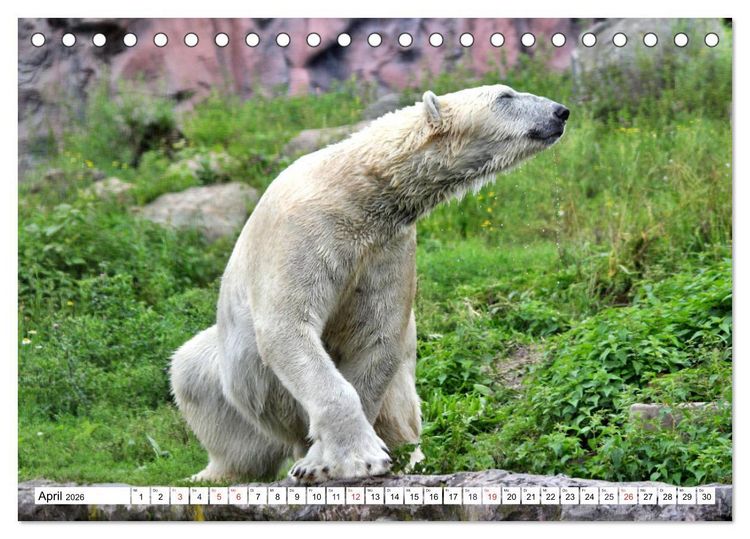 Produktbild: B&auml;ren - Der Eisb&auml;r und der Kamtschatka-Braunb&auml;r (Tischkalender 2026 DIN A5 quer), CALVENDO Monatskalender
