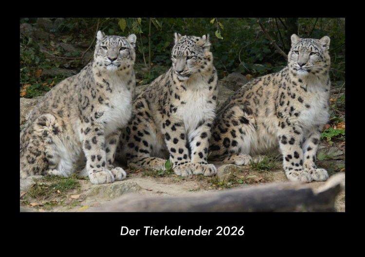 Produktbild: Der Tierkalender 2026 Fotokalender DIN A3