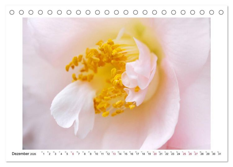Produktbild: Geheimnisvolle Kamelien (Tischkalender 2026 DIN A5 quer), CALVENDO Monatskalender