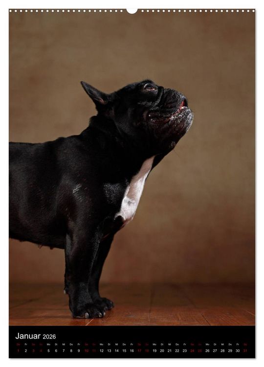 Produktbild: Bullys mit Charme - Franz&ouml;sische Bulldoggen im Portrait (Wandkalender 2026 DIN A2 hoch), CALVENDO Monatskalender