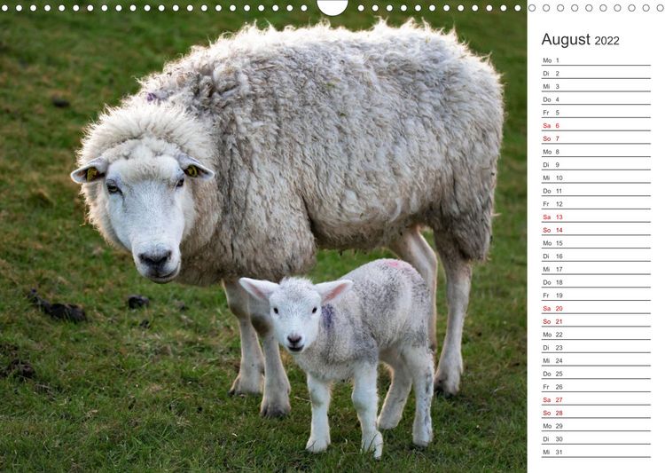 Produktbild: Deichschafe (Wandkalender 2022 DIN A3 quer)