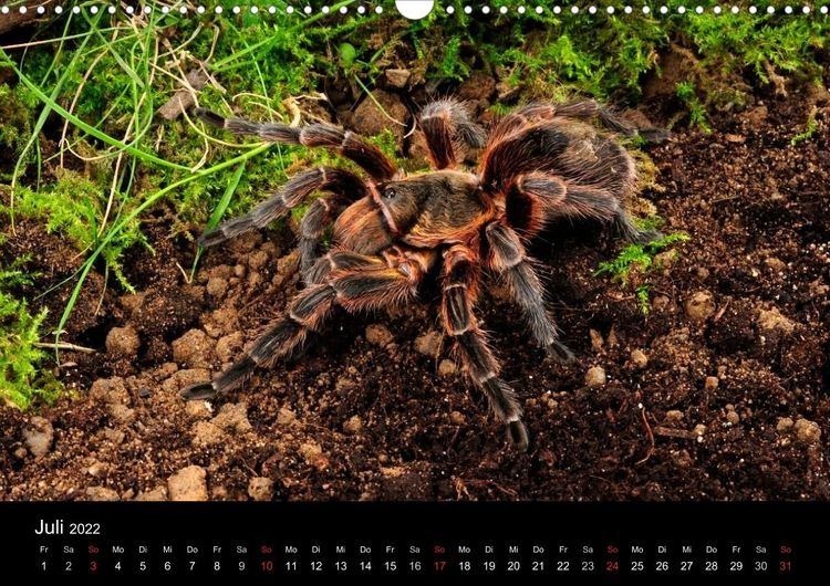 Produktbild: Vogelspinnen - Tarantulas (Wandkalender 2022 DIN A3 quer)