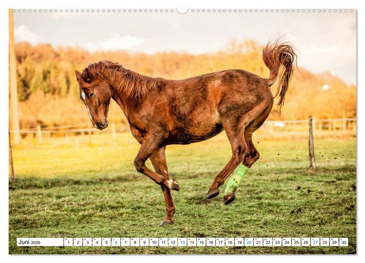 Produktbild: Durch das Jahr mit der Trakehner-Stute Fleur (Wandkalender 2026 DIN A2 quer), CALVENDO Monatskalender