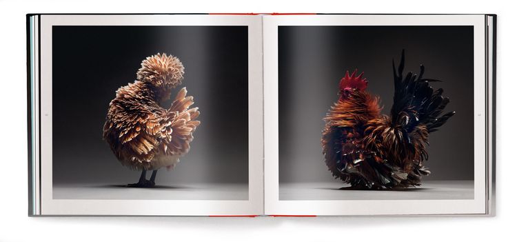 Produktbild: Chicken