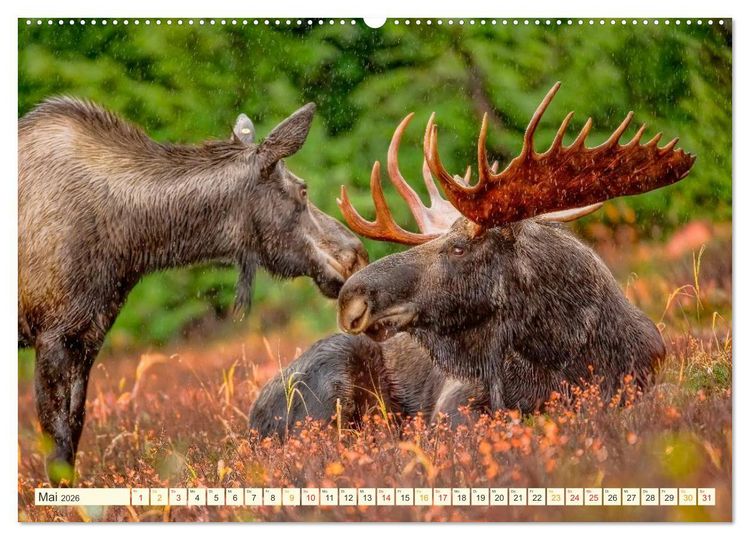 Produktbild: B&uuml;hne frei f&uuml;r - Alaska (hochwertiger Premium Wandkalender 2026 DIN A2 quer), Kunstdruck in Hochglanz