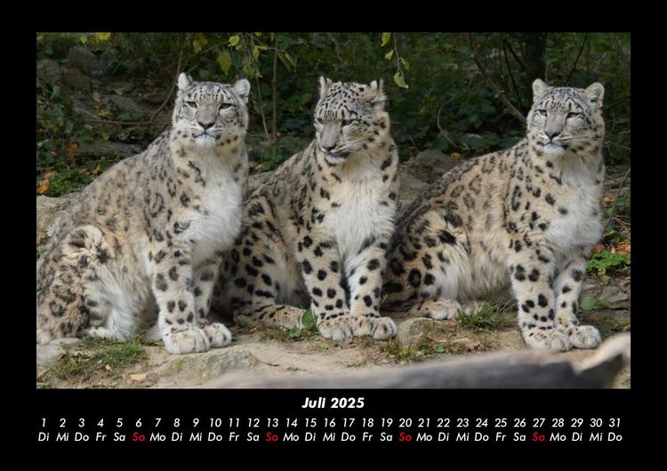 Produktbild: Tiere in der Wildnis 2025 Fotokalender DIN A3