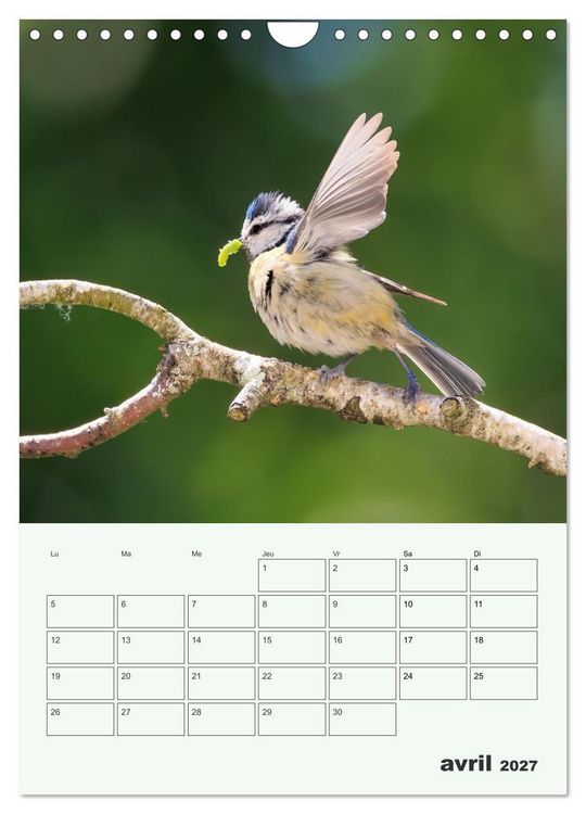 Produktbild: Le monde intime des oiseaux (Calendrier mural 2027 DIN A4 horizontal), CALVENDO calendrier mensuel