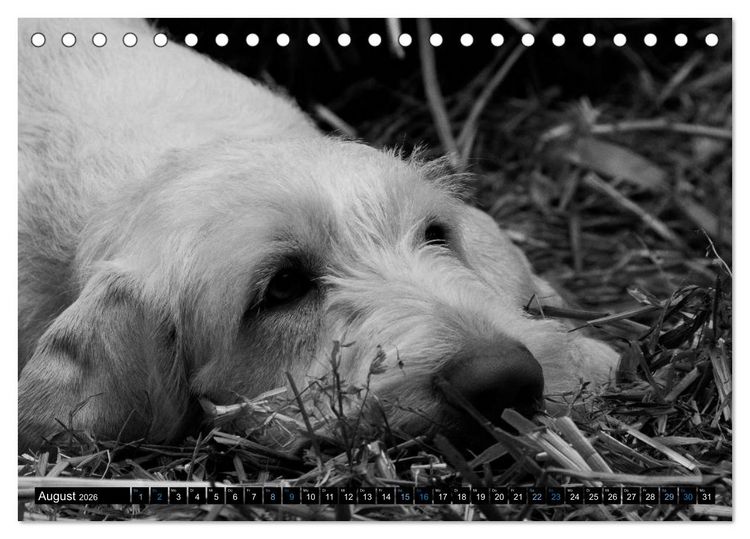 Produktbild: Carissimo Spinone Italiano (Tischkalender 2026 DIN A5 quer), CALVENDO Monatskalender